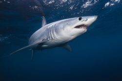 Shortfin mako shark