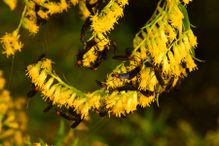 Florida lovebugs intermingle in flowering vegetation