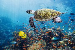 Hawksbill turtle over coral reef