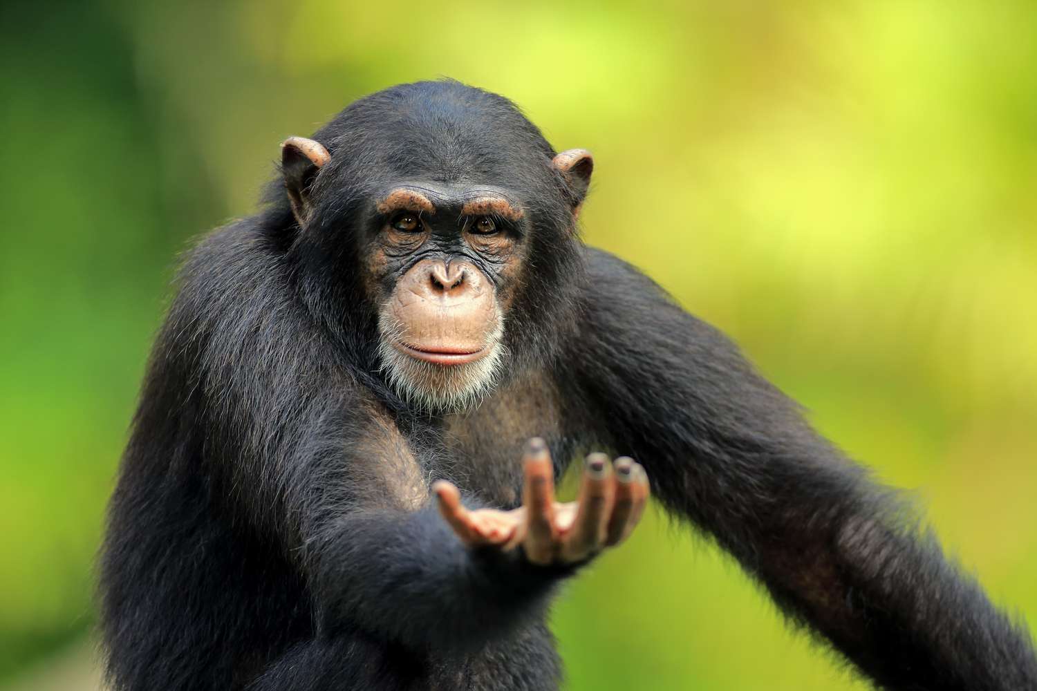 Chimps can make spears and other simple tools.