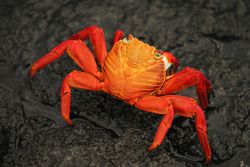 This red rock crab is one of 25,000 living species of malacostracans.