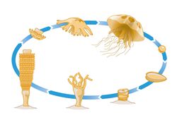 Digital illustration of life cycle of Jellyfish showing Medusa mobile phase, Sperm, planula larva, p