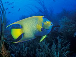 A Queen Angelfish ((Holacanthus ciliaris) at Pink Beach