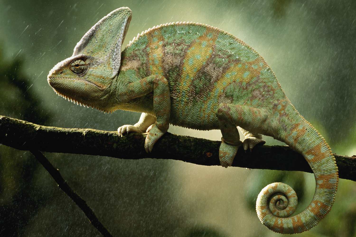 Veiled Chameleon - Chamaeleo calyptratus