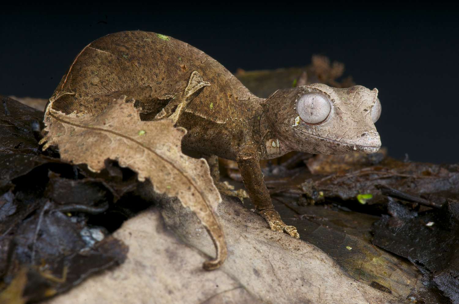 The Satanic leaf-tailed gecko is a spectacular, camouflaged, lizard species endemic to the last remaining highland rain forests of Madagascar