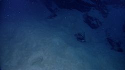 White specks of marine snow descend on sediment-covered rock in the Caribbean Sea.