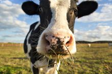 cow eating grass