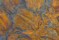 Cambrian Period