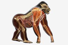 Illustration, anatomy of Gorilla (Gorilla gorilla)