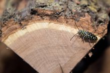 Locust borer on firewood