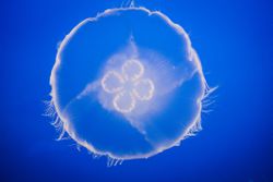 Single moon jellyfish