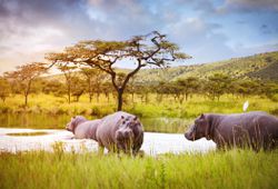 Hippos in Akagera National Park