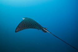 Spotted eagle ray (Aetobatus narinari)