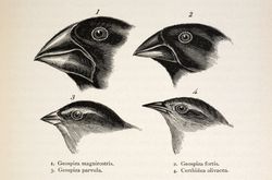 Illustration of Darwin's Galapagos Finches