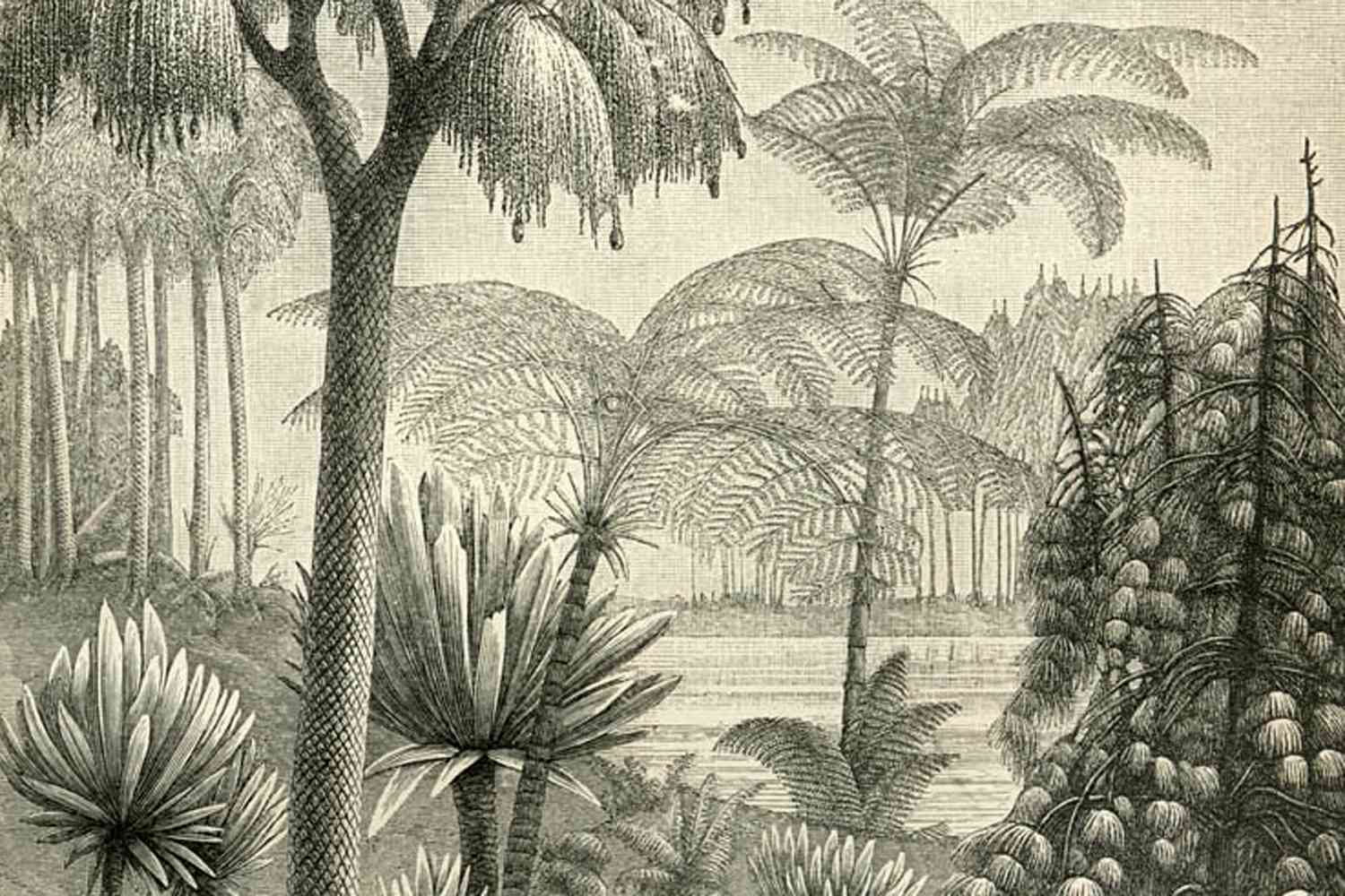 Illustration of Carboniferous Period flora