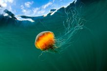 This lion's mane jellyfish is an example of an invertebrate.