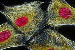 Cytoskeleton