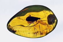 An fossilized insect in amber