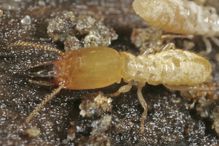 Close-up photo of termite soldier.