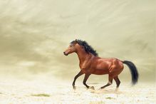 Horse galloping