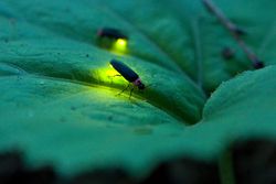 Fireflies