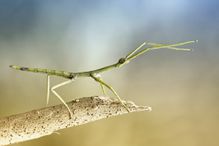 Green stick insect on branch.