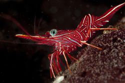 Dancing Shrimp (Rhynchocinetes durbanensis), Indonesia