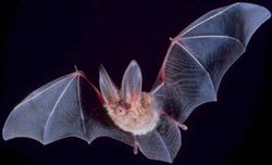 Big-eared bat with its wings stretched out