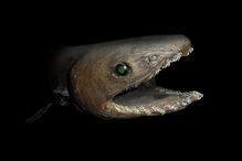 Chlamydoselachus anguineus or frilled shark.