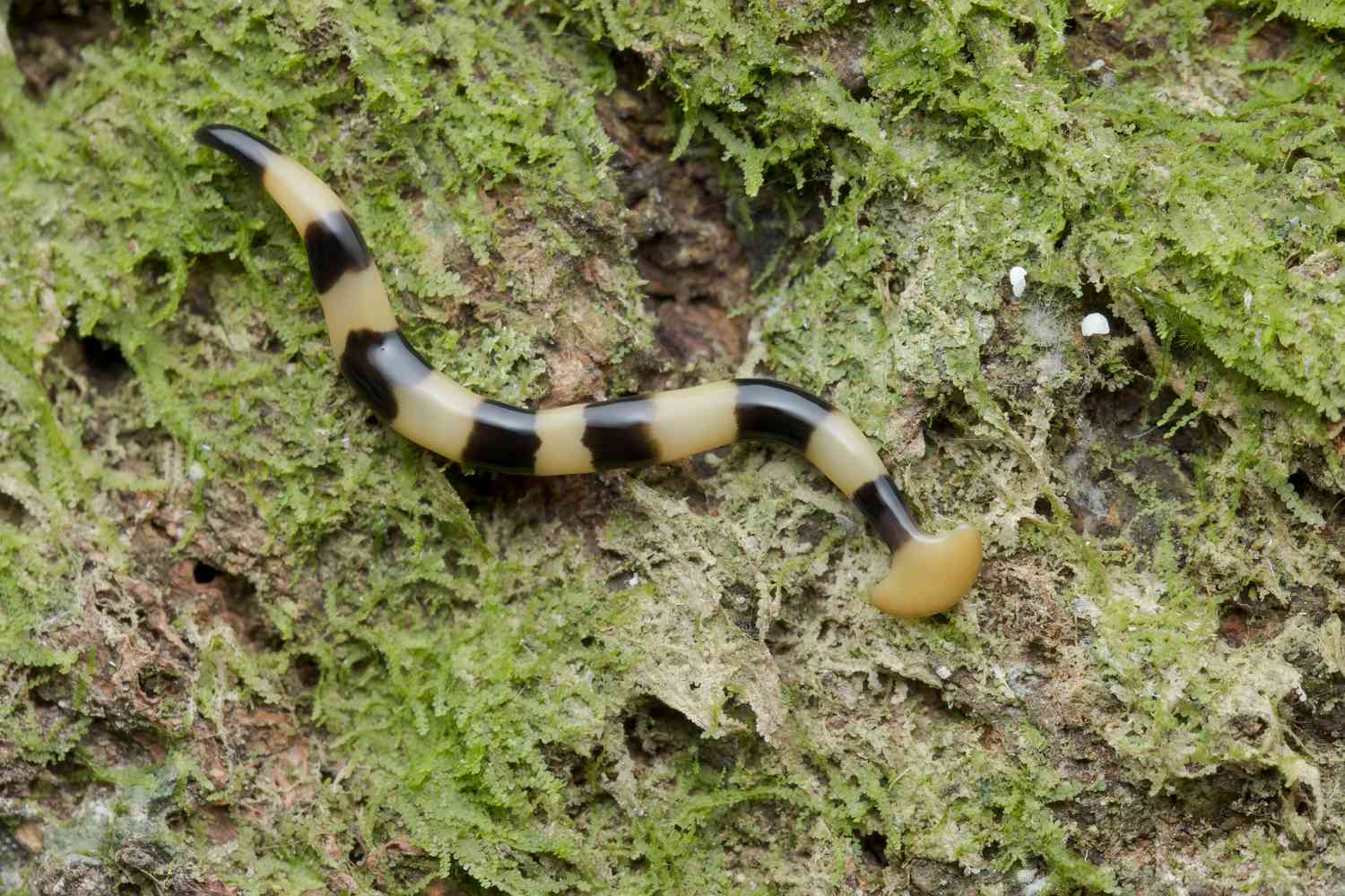 Hammerhead Flat Worm, Bipalium sp., Malaysia