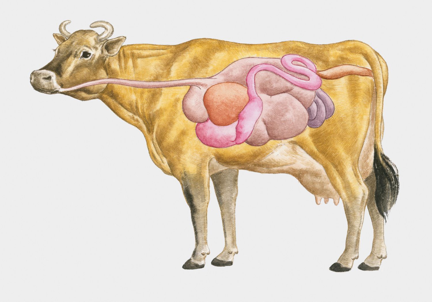 A cow's digestive system