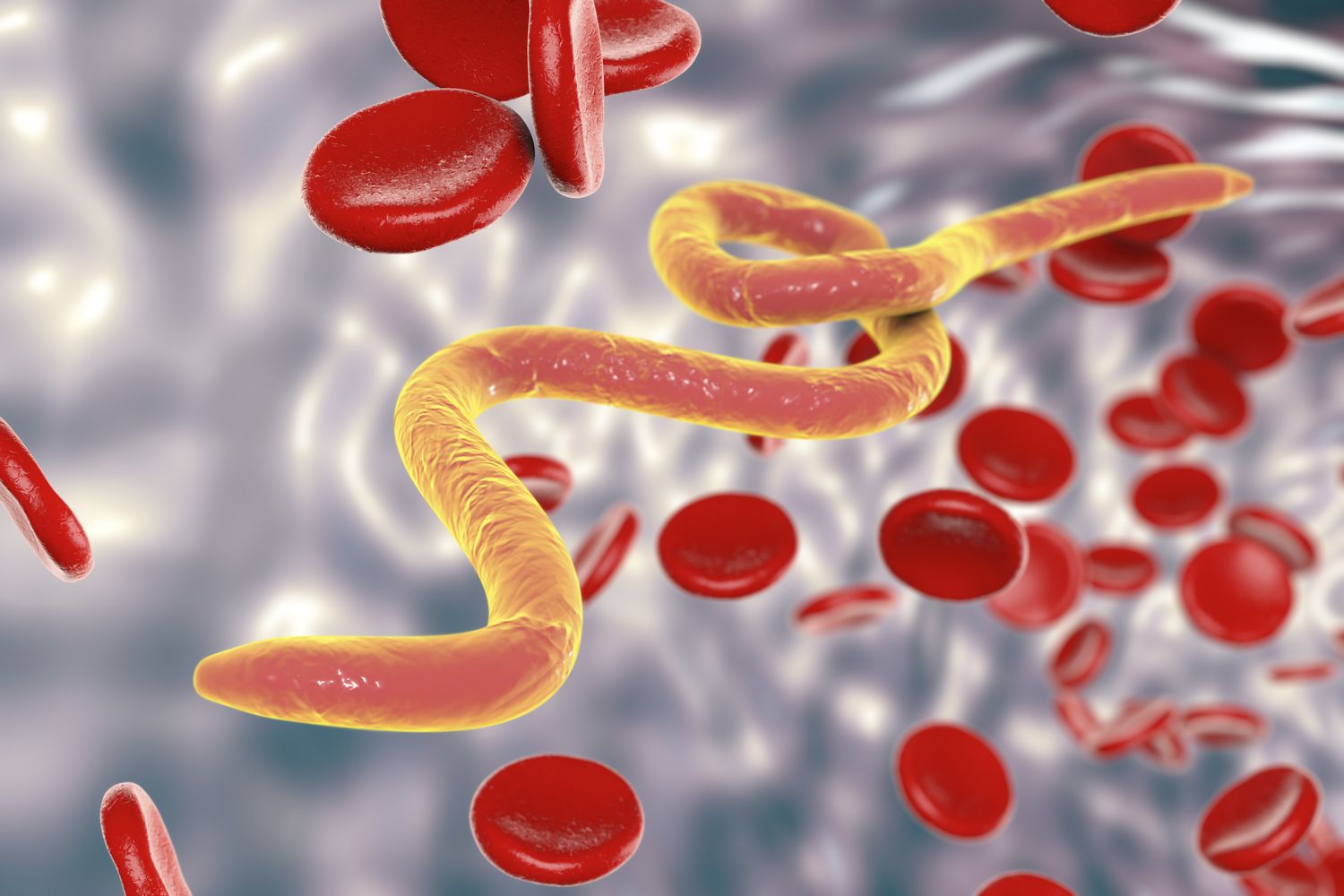 Microfilaria worms in blood, illustration