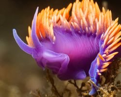 Spanish Shawl Nudibranch