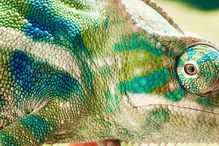 Close up shot of chameleon with multiple shades of green, blue, white, and brown.