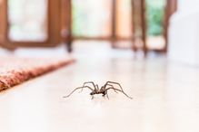 Common house spider on the floor in a home