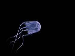 Box jellyfish