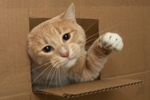 A one year old tomcat is playing in a cardboard box.