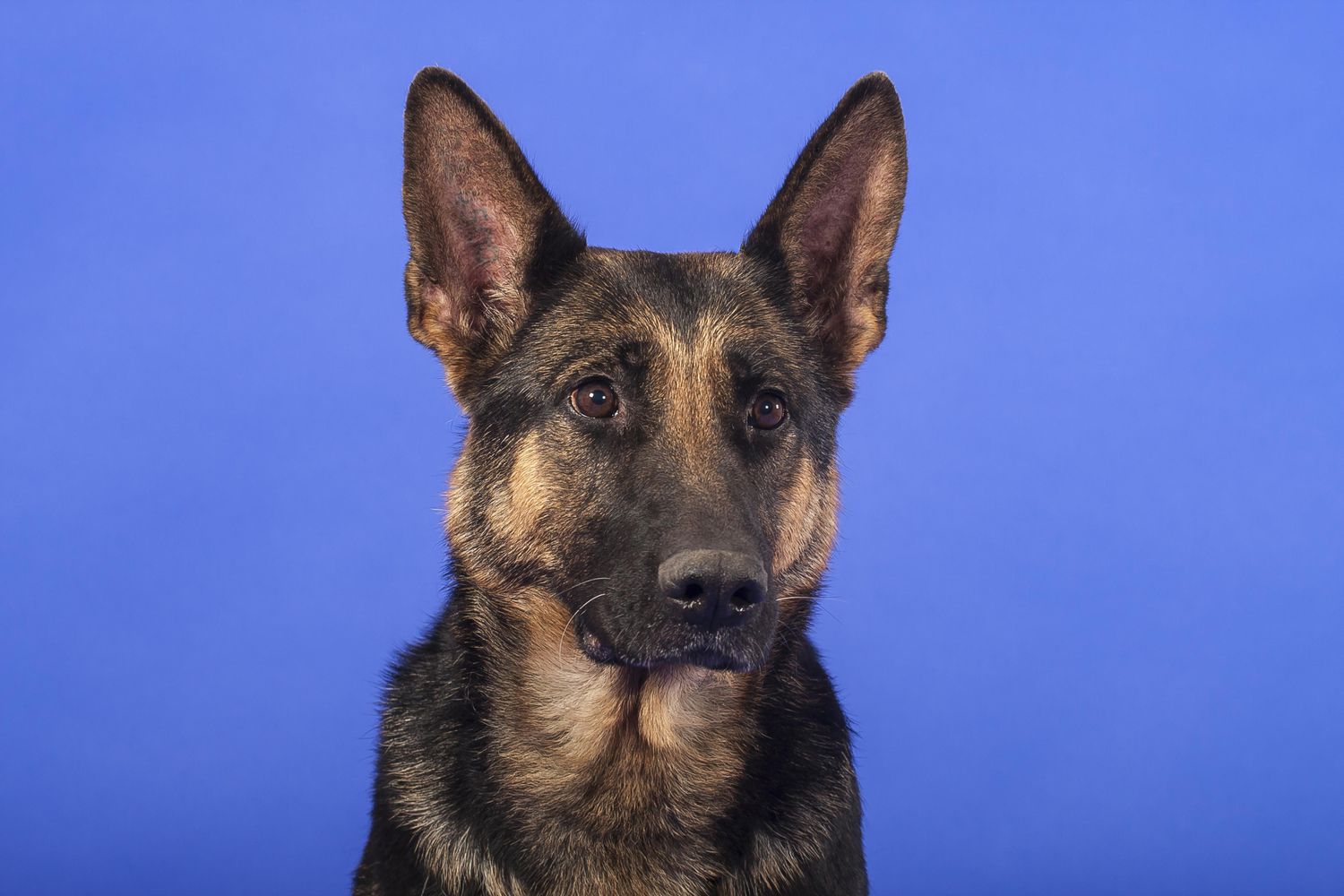 German shepherds are known for quickly learning new commands.