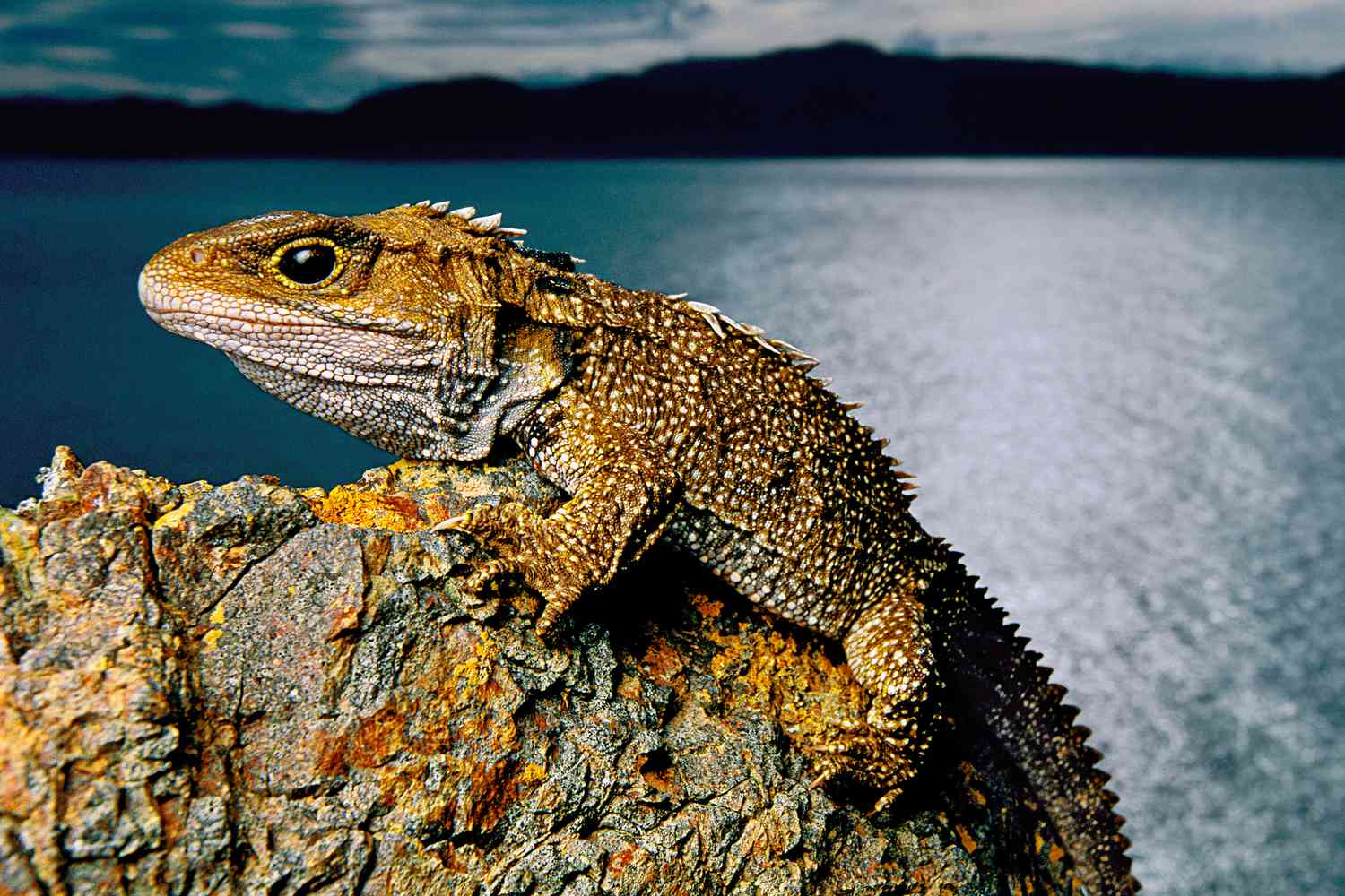 This Brothers Island tuatara is one of only two species of tuataras alive today.