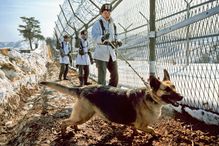 Armed men with dog along barbed wire fence at Korean DMZ.