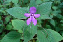 Impatiens