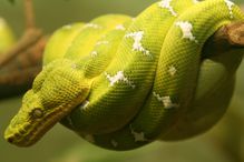 Emerald tree boa - Corallus caninus