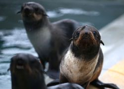 Northern Fur Seal Pups