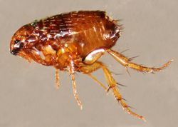 Cat Flea