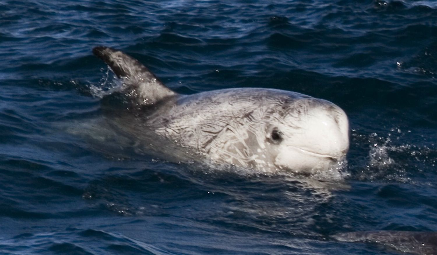 Risso's dolphin