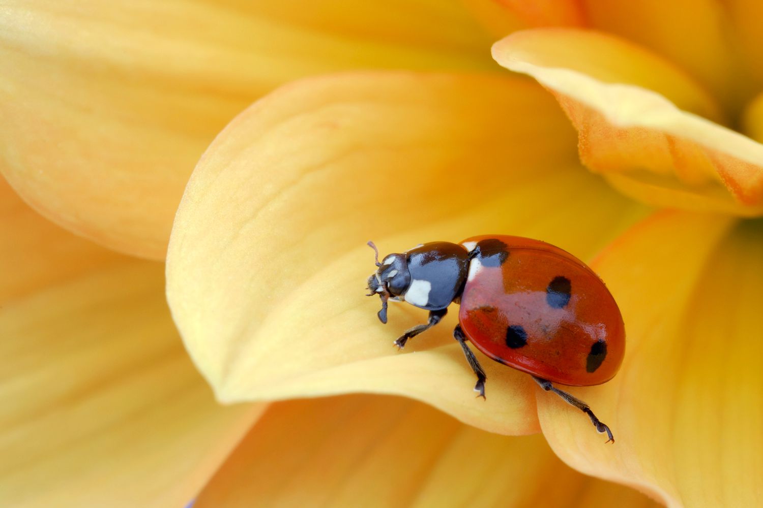 Ladybug on yellow flower.