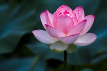 A pink lotus flower in a field of dark green leaves