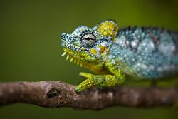 This chameleon is one of millions of animal species alive today.