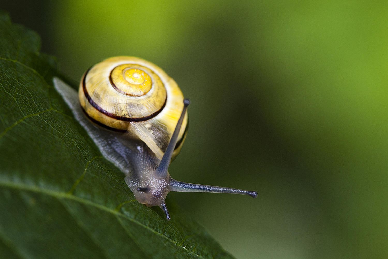 Grove Snail on a leaf.
