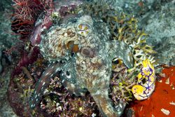 Octopus on Coral, Showing Camouflage Ability